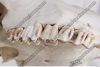 Photo Reference of Animal Teeth